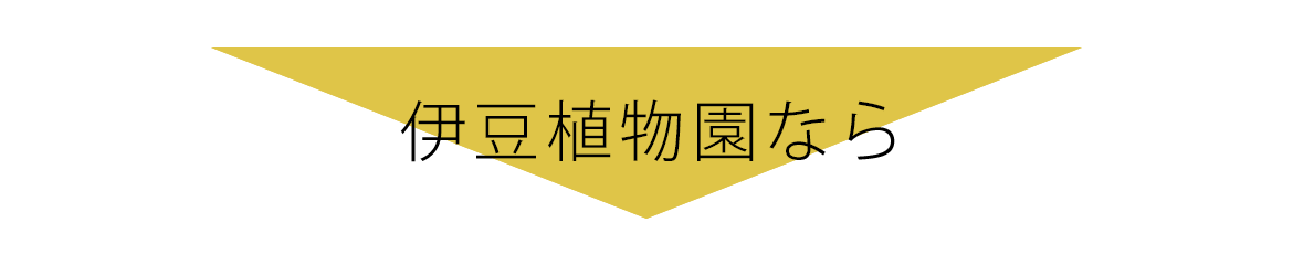 伊豆植物園なら